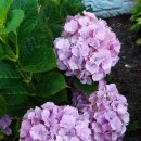 오성농장2 이미지