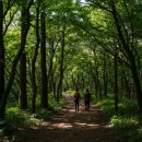 조천리마을기업 | 제주도 걷기 여행 추천! 하도리에서 조천리 제주 올레길 코스 전 구간 종합 정리