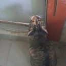 말괄냥이 이미지