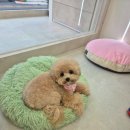 코코몽드 이미지