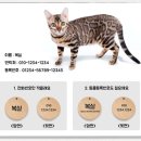 키움펫 반려묘 인식표 [체험단 당첨:개봉기]