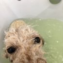 아롱펫샵 이미지