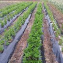 중인농장 이미지