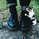 CAT 이미지