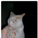 인천시 효성동 뉴서울아파트 6차 흰색 코숏!! 이미지