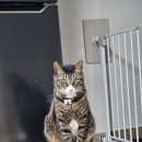 와일드브로스 | 고양이 주식 '어플라우즈 브로스 캔&amp;파우치' 급여 후기!!