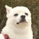 오빠가 데리러 갈 개 이미지