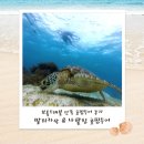 하하트래블 | 보홀호핑투어 발리카삭 나팔링 보홀트래블 단독투어 후기 | 팁 준비물 복장 가격 고프로 촬영