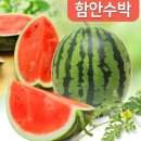 ㈜토마토투어 | [신완섭의 우리 음식 이야기 27] 수박 (2021. 1. 7.)