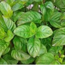 힐링숲안마원 이미지