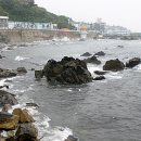 어달해바라기
