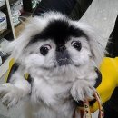 펫토피아 동물병원 이미지