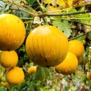 하늘농장6 이미지