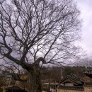 도립리 육괴정 티스토리