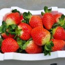 한상기 농장 이미지