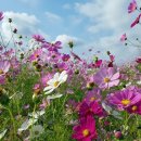 원용복마을 이미지