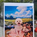 댕며들개 이미지