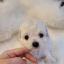 행복을줄개 이미지