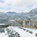 소노펠리체 델피노 이미지