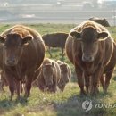 성해축산 이미지