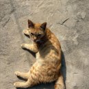 참 맛있는 옛날통닭n파닭 | 26년 3월 하반기: 추억은 방울방울