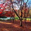 18 | 진주/경남수목원 단풍 지금도 예쁠까? 늦단풍 실시간(11월18일) 후기 .