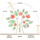 스테비아 공부좀 해봅니다. - 내년엔 토망고를 먹어보자! - 이미지