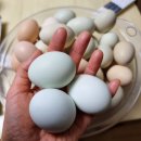 참조은농장 네이버블로그