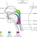 급성 후두개염[acute epiglottitis] 이미지