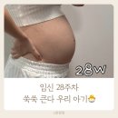 28 | 임신 28주차｜후기의 시작! 아기 크기·태동·검사·접종시기 총정리