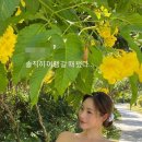 신수지 카카오 검색결과