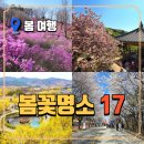 양평역 자전거주차장 | 2026 벚꽃 개화시기 &amp; 3월 4월 가볼만한곳 총정리 | 국내 봄꽃 여행지 17선