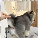 댕댕케어 이미지