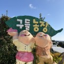 청명농장 | 제주도 감귤따기 구들민박감귤체험농장 서귀포감귤농장 솔직후기