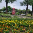 보강천 미루나무숲 이미지