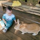 금승리 | 서울 근교 아기랑 나들이 추천! 토끼 먹이체험 가능한 파주 &#34;석죽재 물고기나무&#34; 후기
