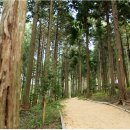 힐링우드2 이미지