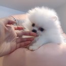 제이애견샵 이미지