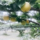 승승농장 이미지