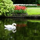 꽃의나라 이미지