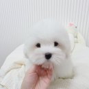 낙천서가 | 꼬똥드툴레아분양 창원강아지분양 솜뭉치 같은 내 사랑을 만난 날