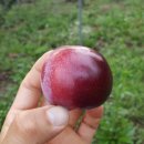 혜영농장 이미지