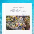 고속터미널 조화시장 조화꽃 매장 카틀레야 추천 주차 꿀팁