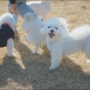 파트라슈반려견학교 이미지