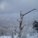 1월28일(일) 태백산 눈꽃축제 산행신청 이미지