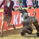 show dog 이미지