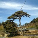 중매 이미지