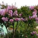 만리포헛개나무농장 이미지