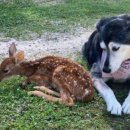 야생사슴농장 이미지