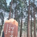 남해편백자연휴양림(남해) 이미지